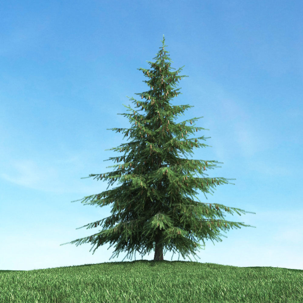 Archmodels vol 117 - Realistic Tree Collection 3D model_14
