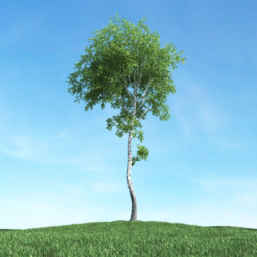 Archmodels vol 117 - Realistic Tree Collection 3D model_25