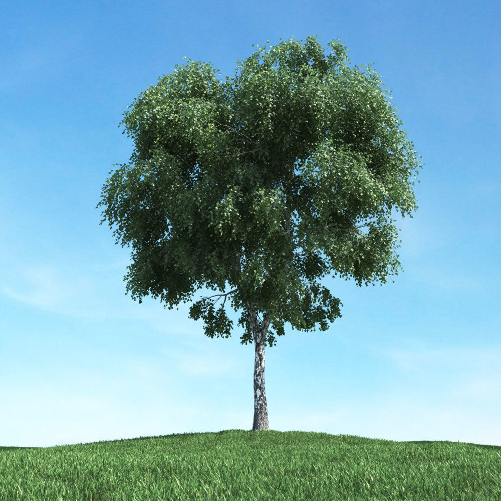 Archmodels vol 117 - Realistic Tree Collection 3D model_34