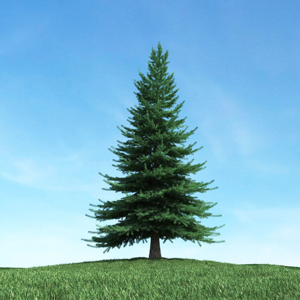 Archmodels vol 117 - Realistic Tree Collection 3D model_11