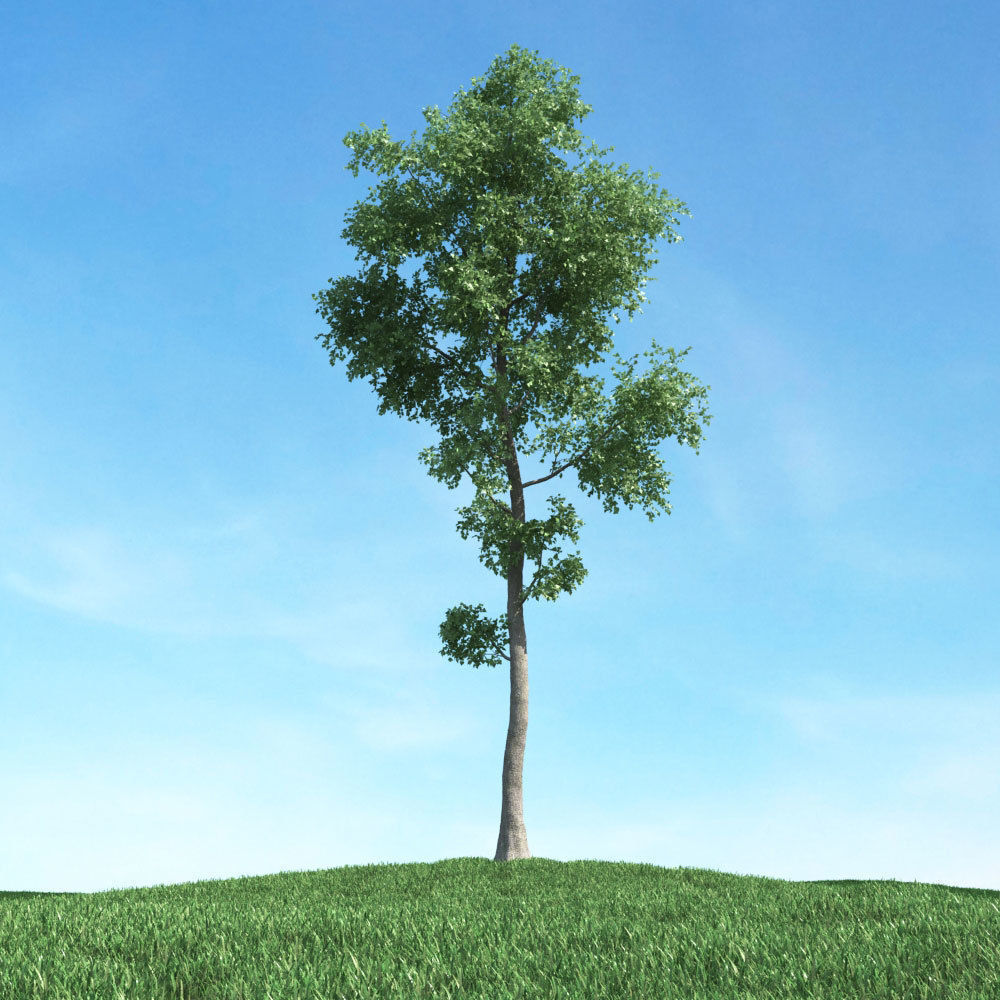Archmodels vol 117 - Realistic Tree Collection 3D model_27