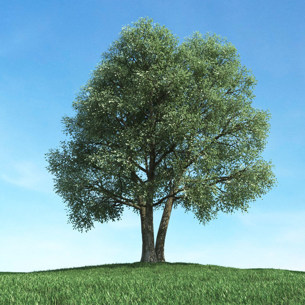 Archmodels vol 117 - Realistic Tree Collection 3D model_51