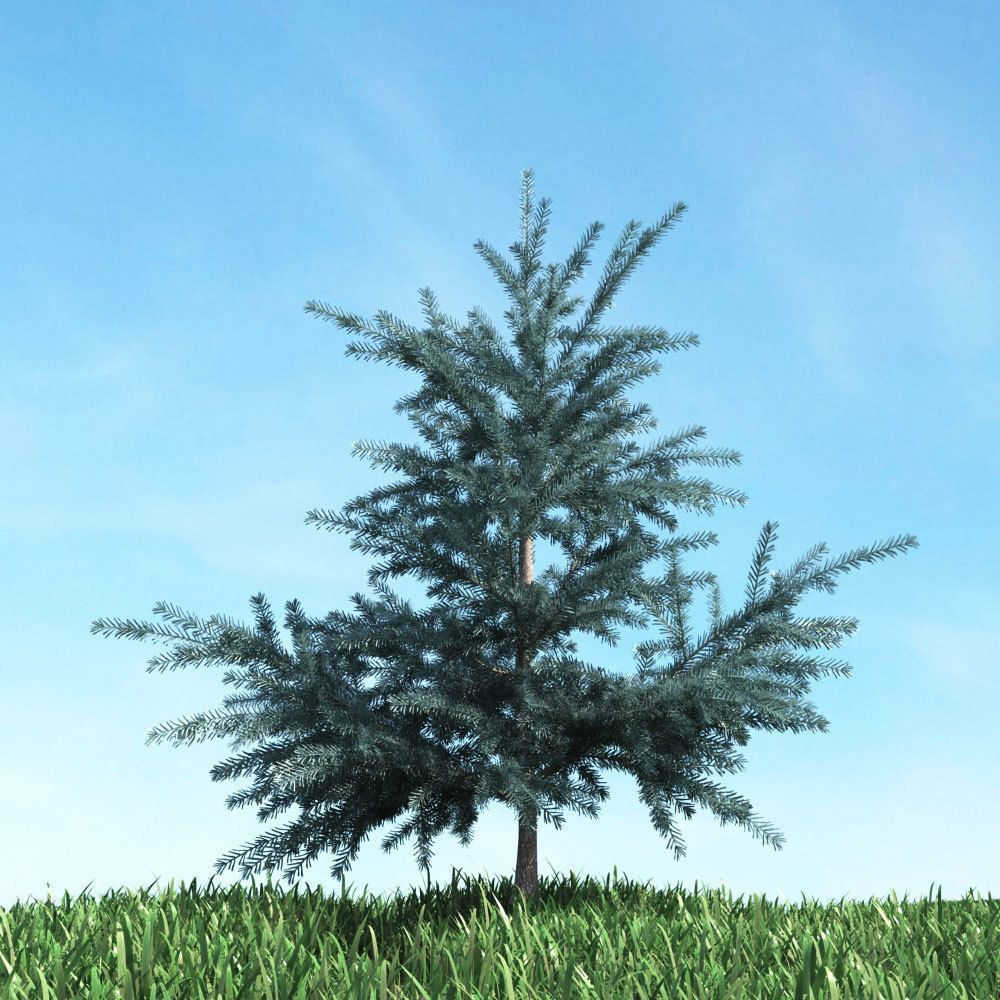 Archmodels vol 117 - Realistic Tree Collection 3D model_56