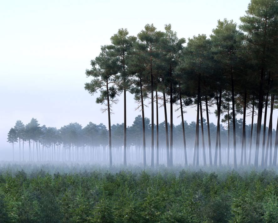 Archmodels vol 117 - Realistic Tree Collection 3D model_2