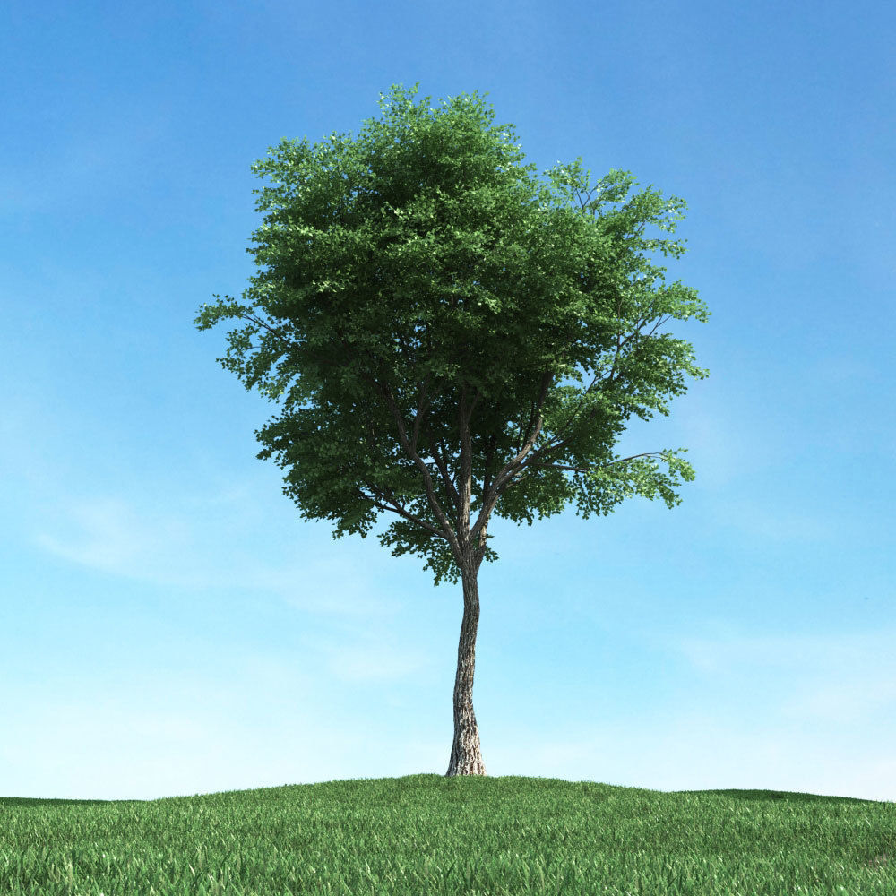 Archmodels vol 117 - Realistic Tree Collection 3D model_42