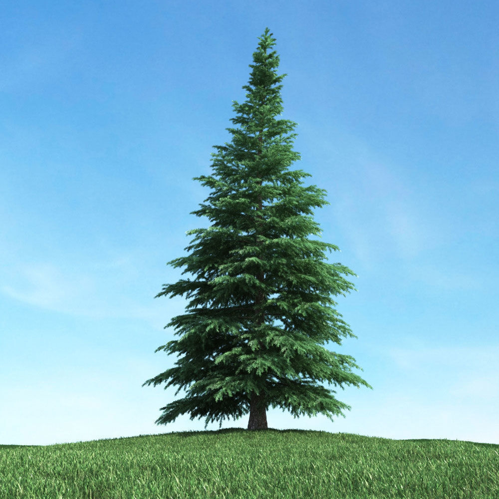 Archmodels vol 117 - Realistic Tree Collection 3D model_13
