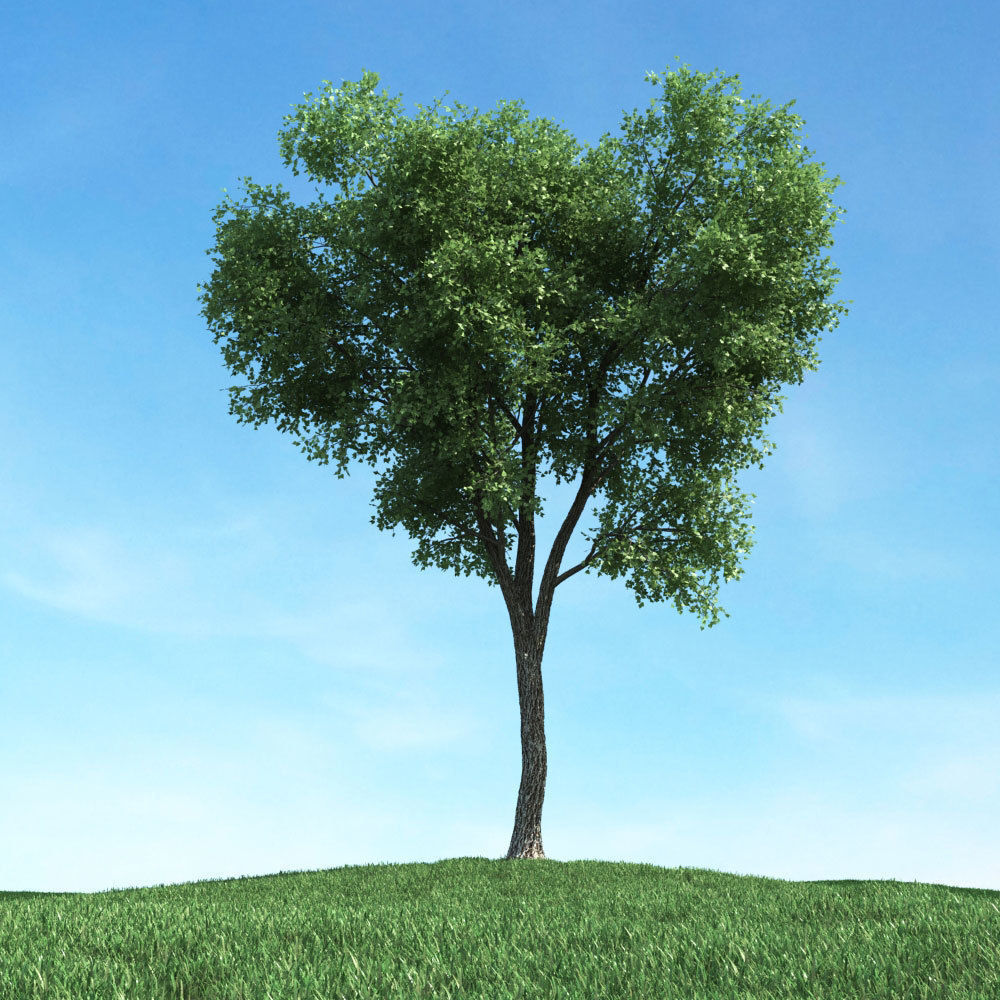 Archmodels vol 117 - Realistic Tree Collection 3D model_40