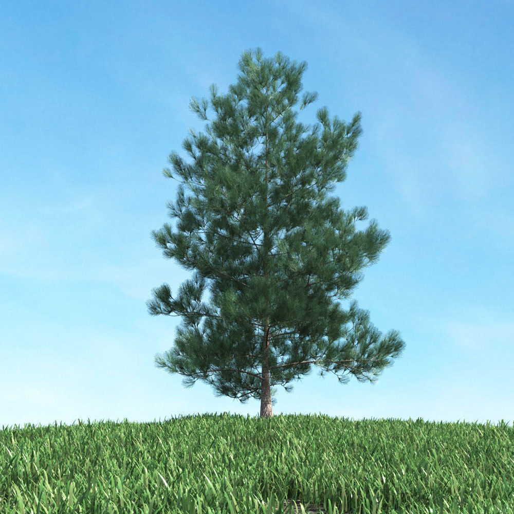 Archmodels vol 117 - Realistic Tree Collection 3D model_16