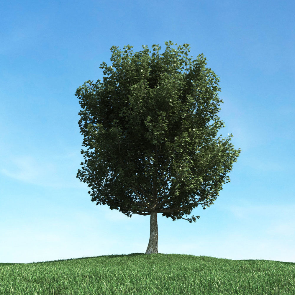 Archmodels vol 117 - Realistic Tree Collection 3D model_44