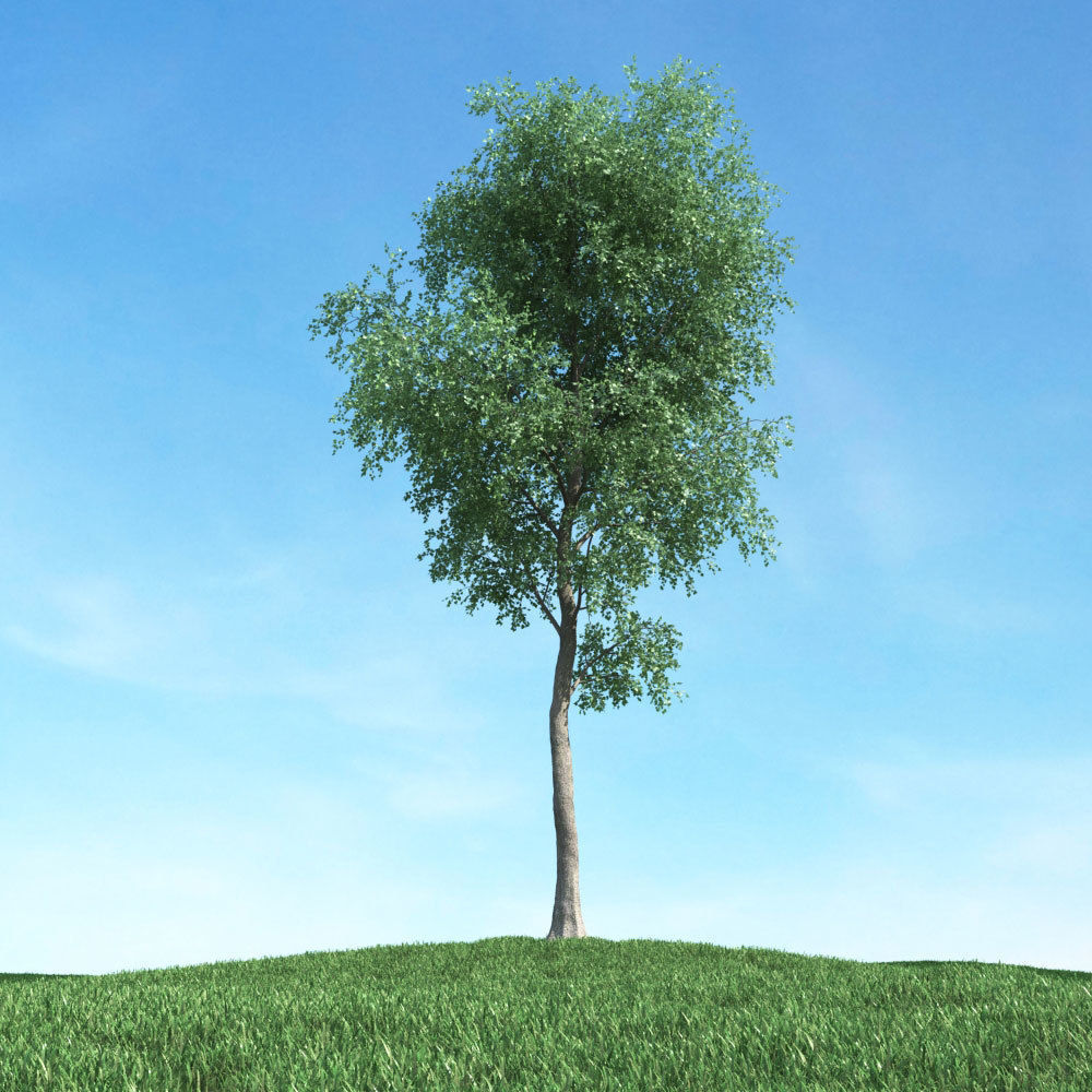 Archmodels vol 117 - Realistic Tree Collection 3D model_28