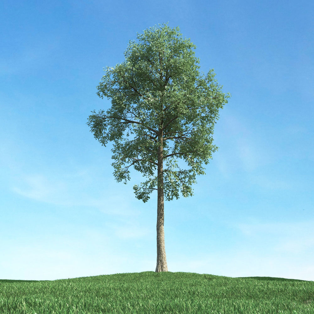Archmodels vol 117 - Realistic Tree Collection 3D model_48