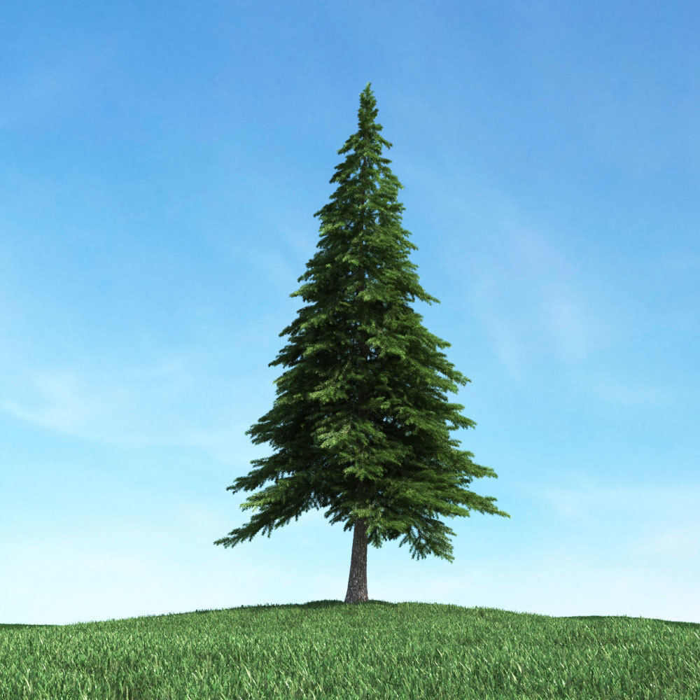 Archmodels vol 117 - Realistic Tree Collection 3D model_9