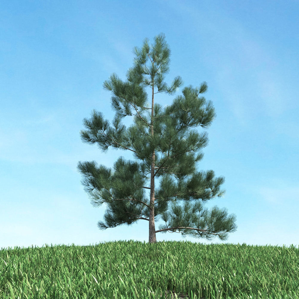 Archmodels vol 117 - Realistic Tree Collection 3D model_15