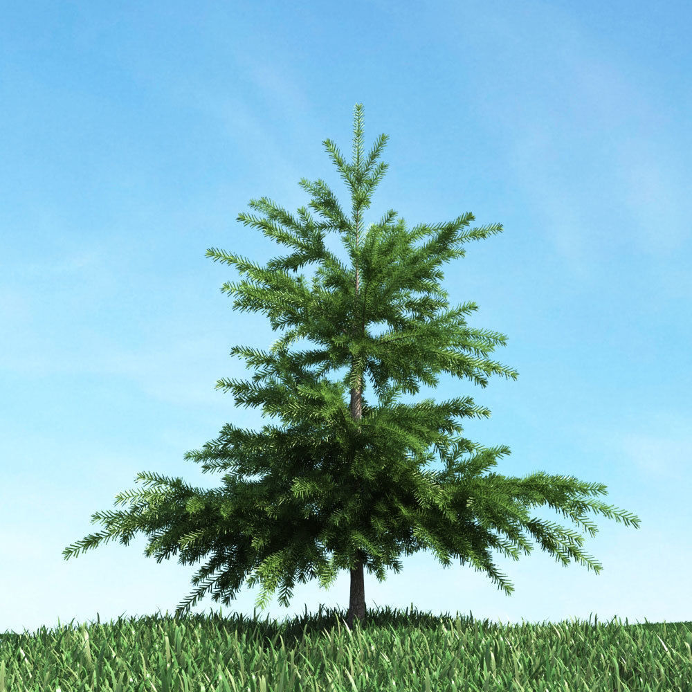 Archmodels vol 117 - Realistic Tree Collection 3D model_58