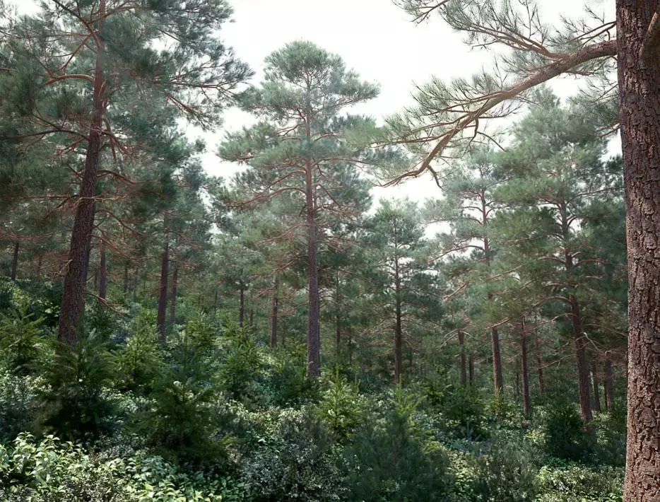 Archmodels vol 117 - Realistic Tree Collection 3D model_0