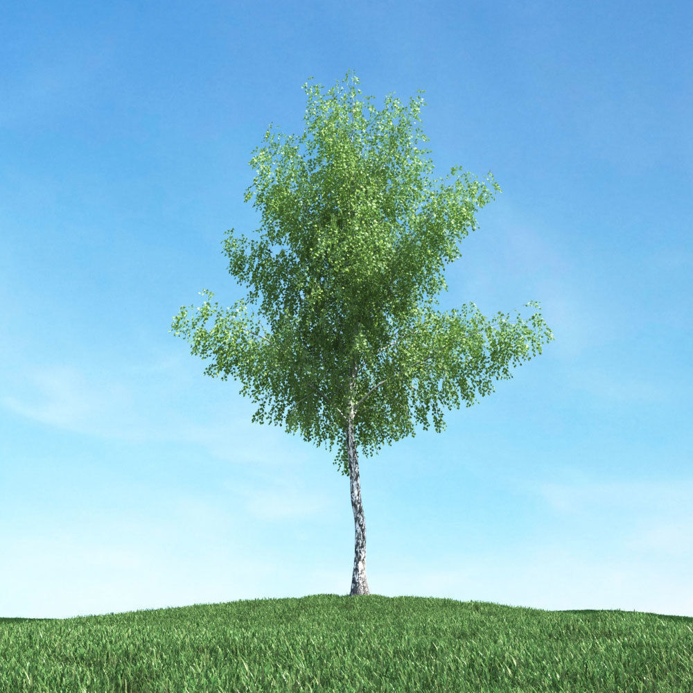Archmodels vol 117 - Realistic Tree Collection 3D model_23