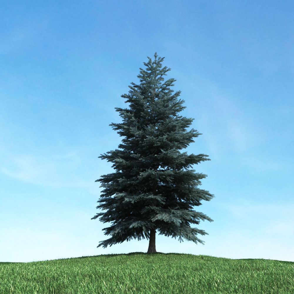 Archmodels vol 117 - Realistic Tree Collection 3D model_10