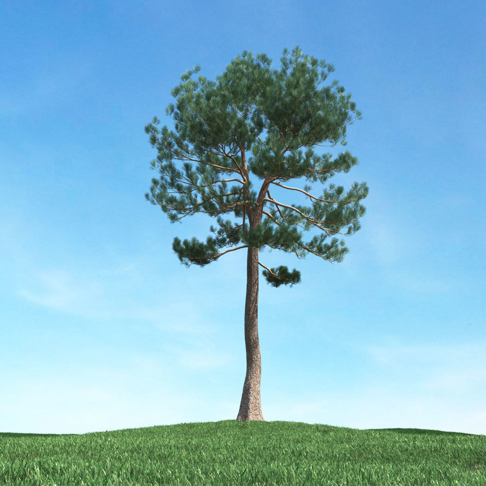 Archmodels vol 117 - Realistic Tree Collection 3D model_18