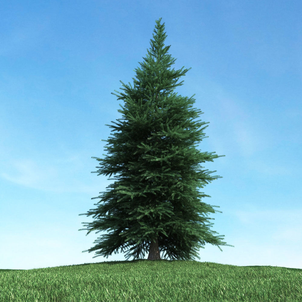 Archmodels vol 117 - Realistic Tree Collection 3D model_8