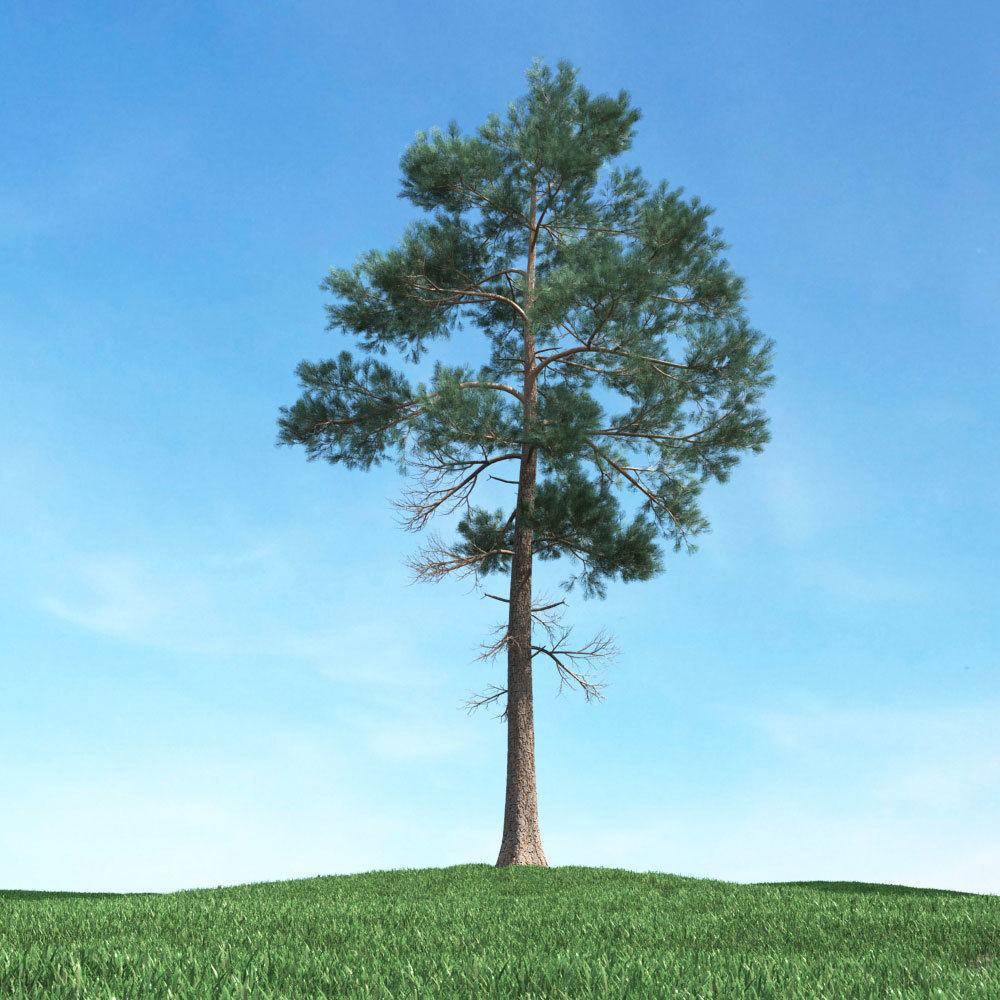 Archmodels vol 117 - Realistic Tree Collection 3D model_19