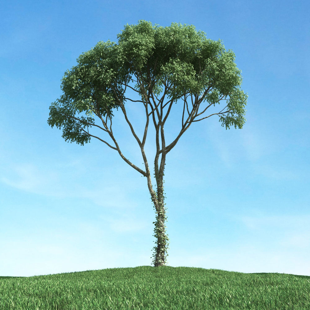 Archmodels vol 117 - Realistic Tree Collection 3D model_35