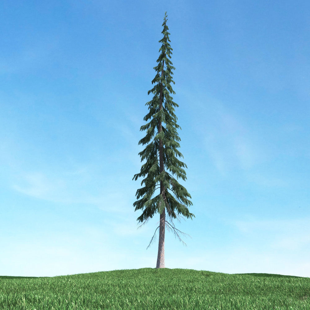 Archmodels vol 117 - Realistic Tree Collection 3D model_7
