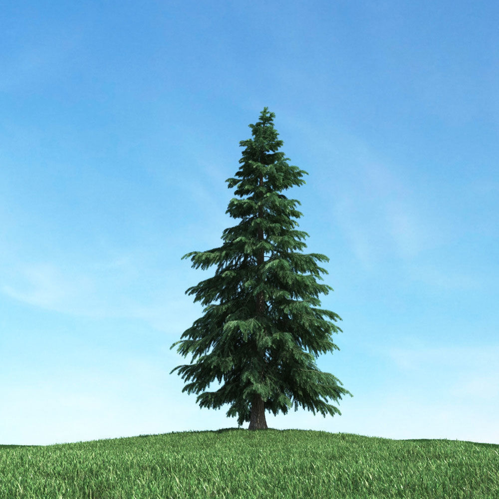 Archmodels vol 117 - Realistic Tree Collection 3D model_6