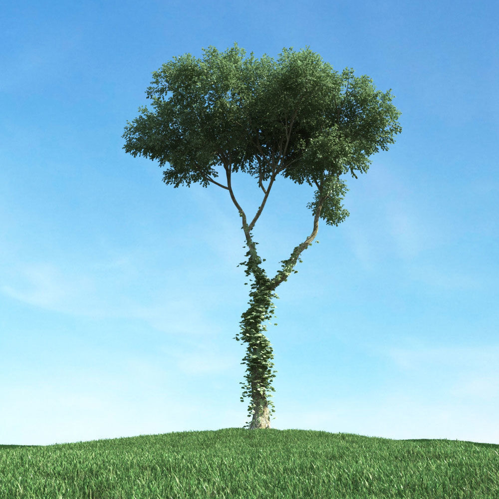 Archmodels vol 117 - Realistic Tree Collection 3D model_38