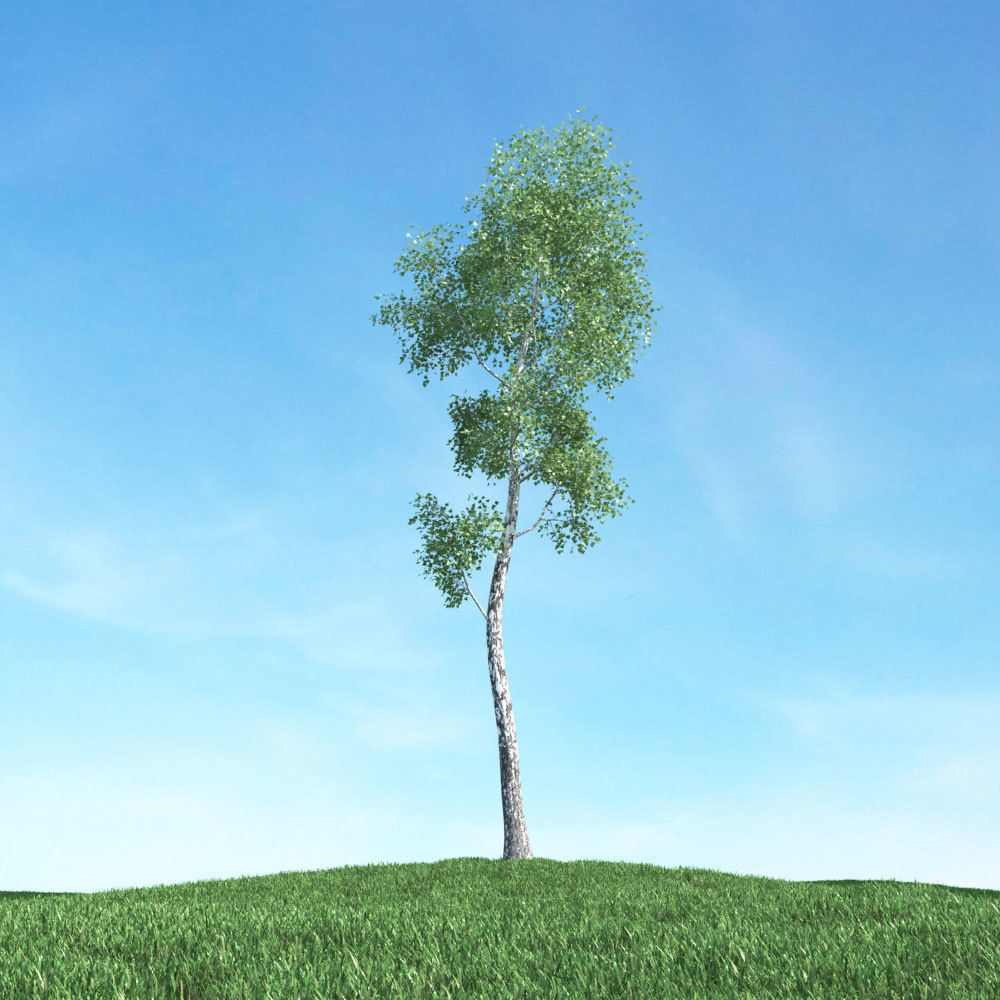 Archmodels vol 117 - Realistic Tree Collection 3D model_26