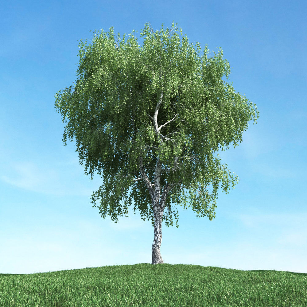 Archmodels vol 117 - Realistic Tree Collection 3D model_33