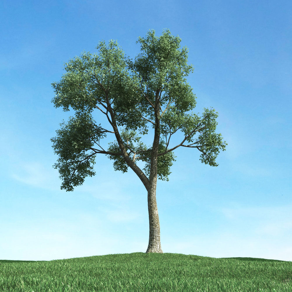 Archmodels vol 117 - Realistic Tree Collection 3D model_49