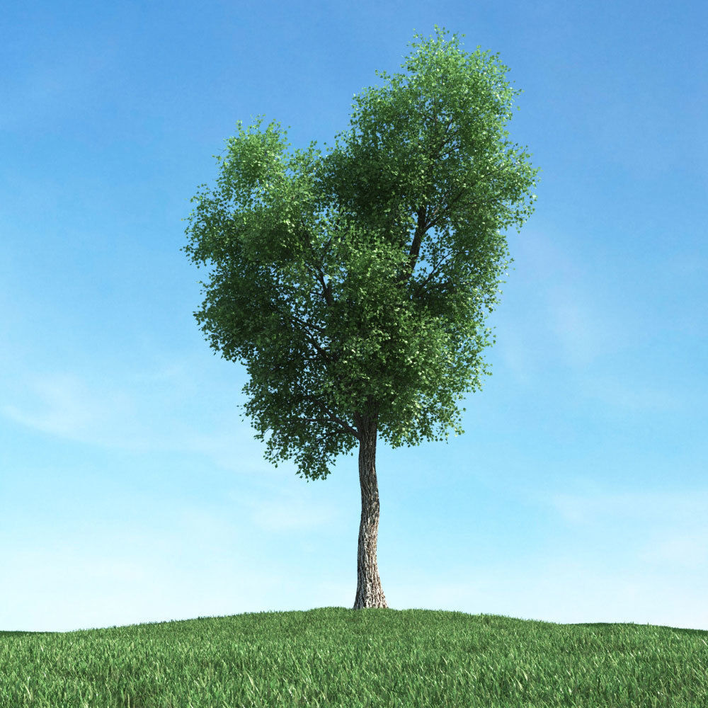 Archmodels vol 117 - Realistic Tree Collection 3D model_39
