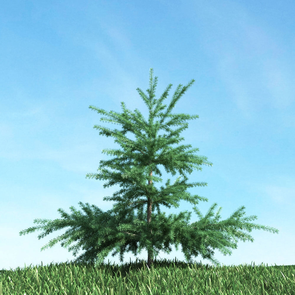 Archmodels vol 117 - Realistic Tree Collection 3D model_57