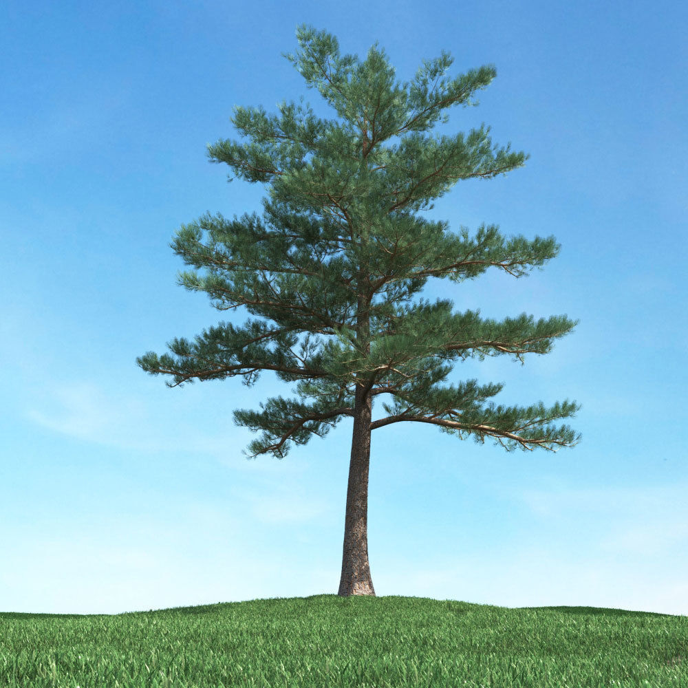 Archmodels vol 117 - Realistic Tree Collection 3D model_22