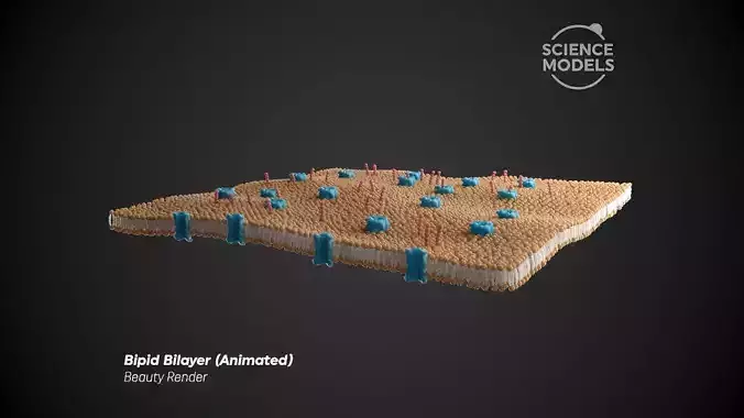 Lipid Bilayer 3D model