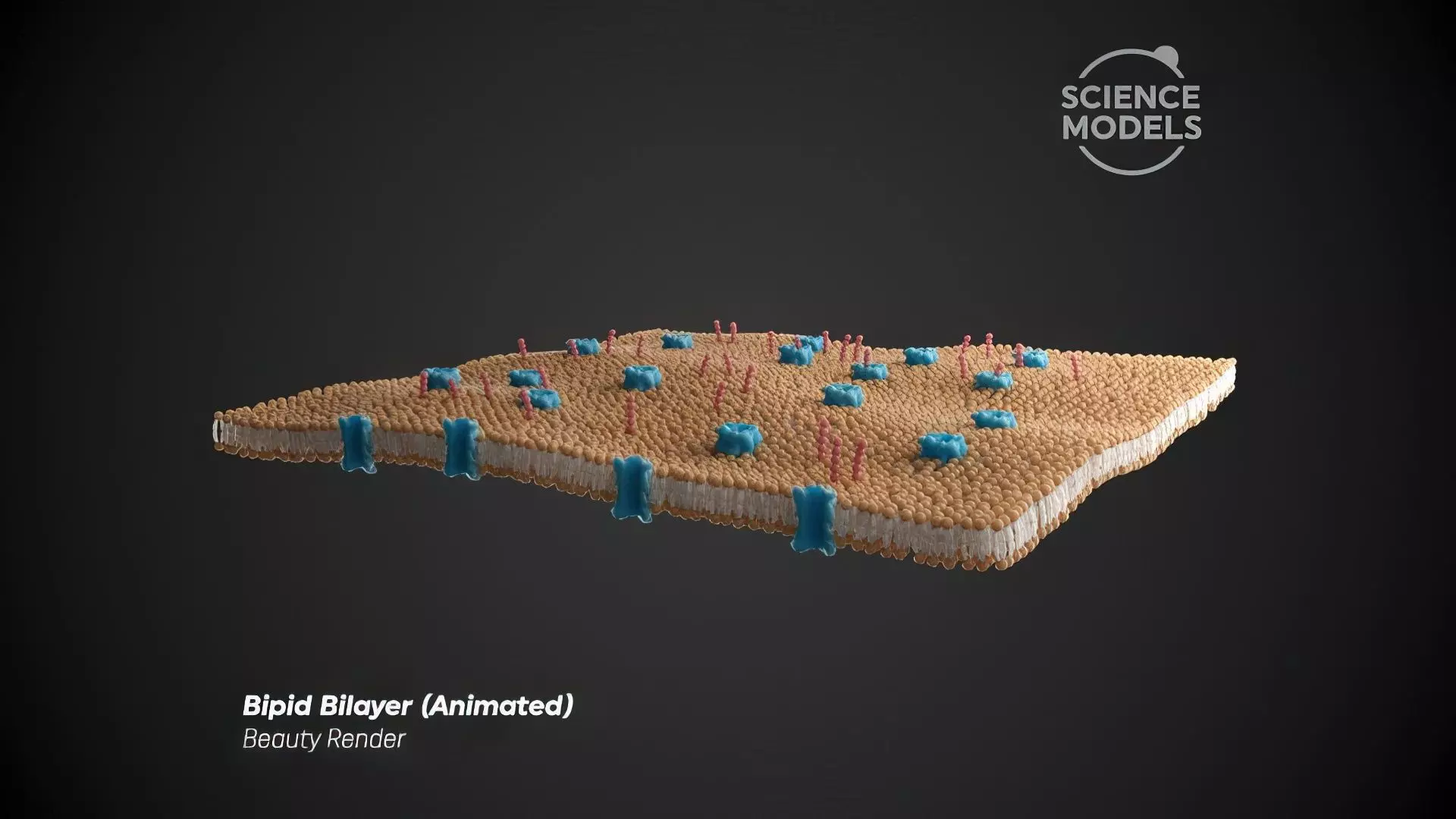 Lipid Bilayer 3D model_0