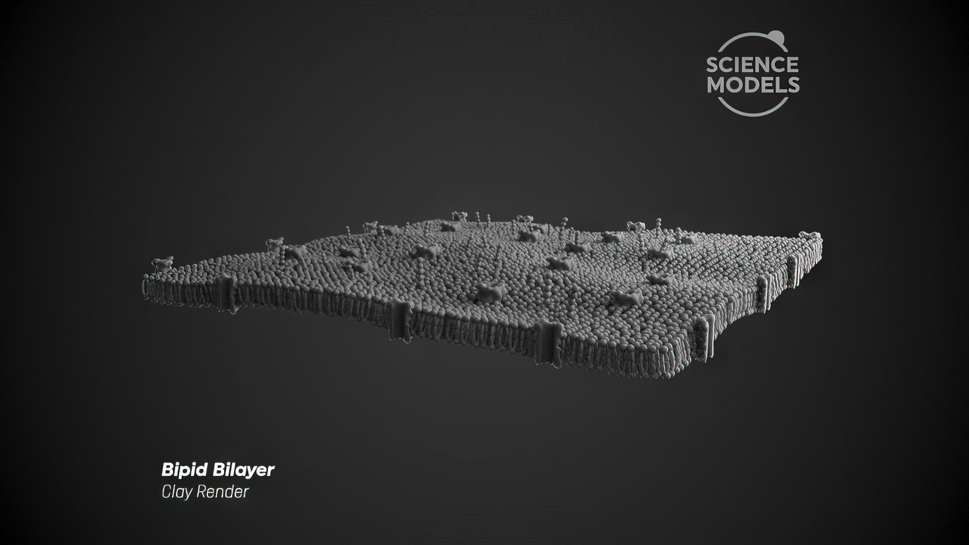 Lipid Bilayer 3D model_3