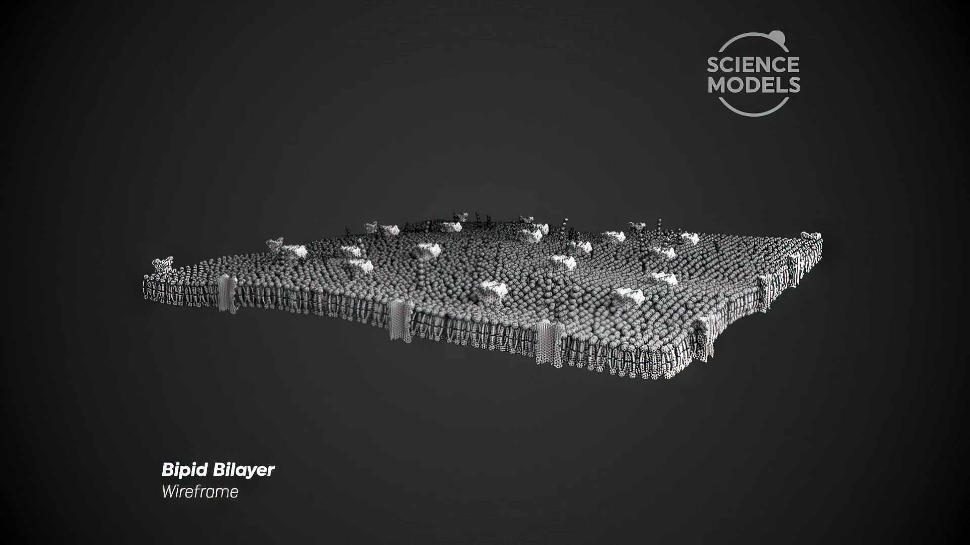 Lipid Bilayer 3D model_4