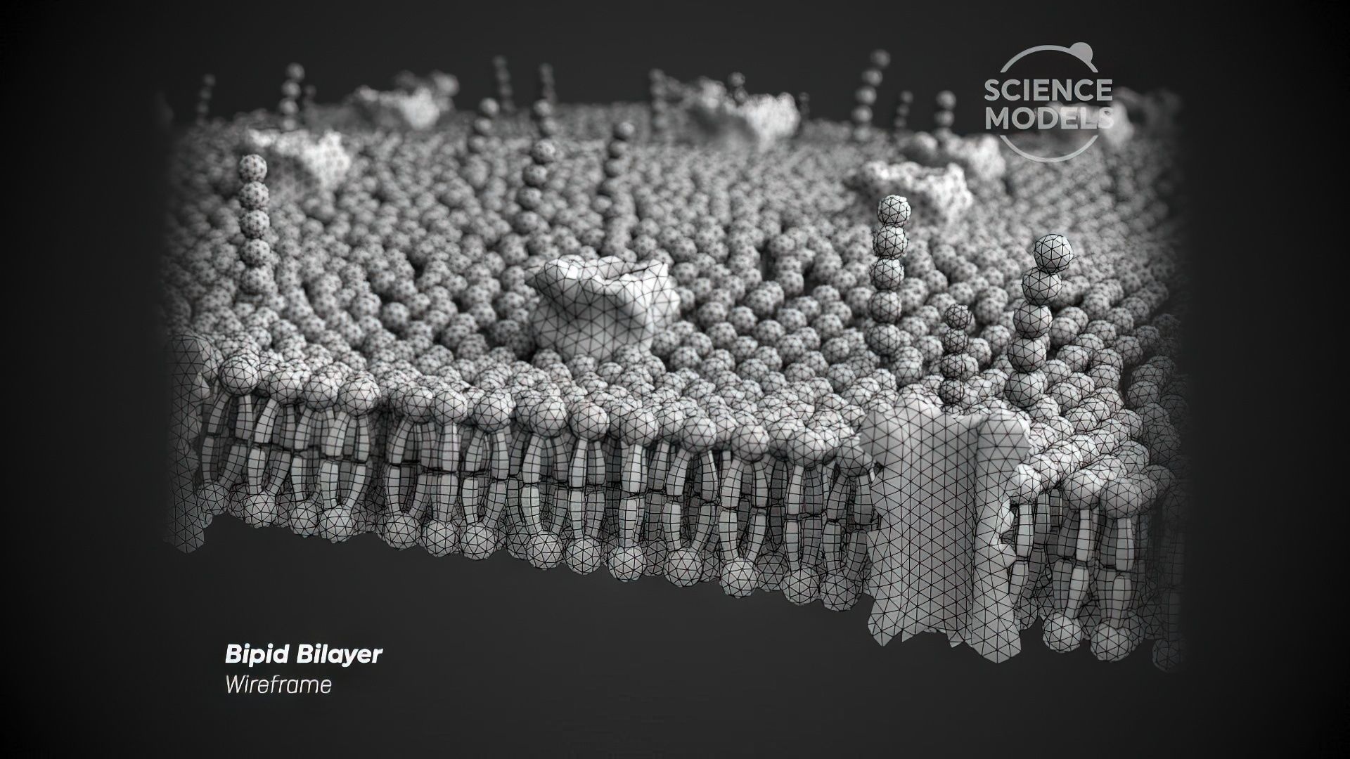 Lipid Bilayer 3D model_5