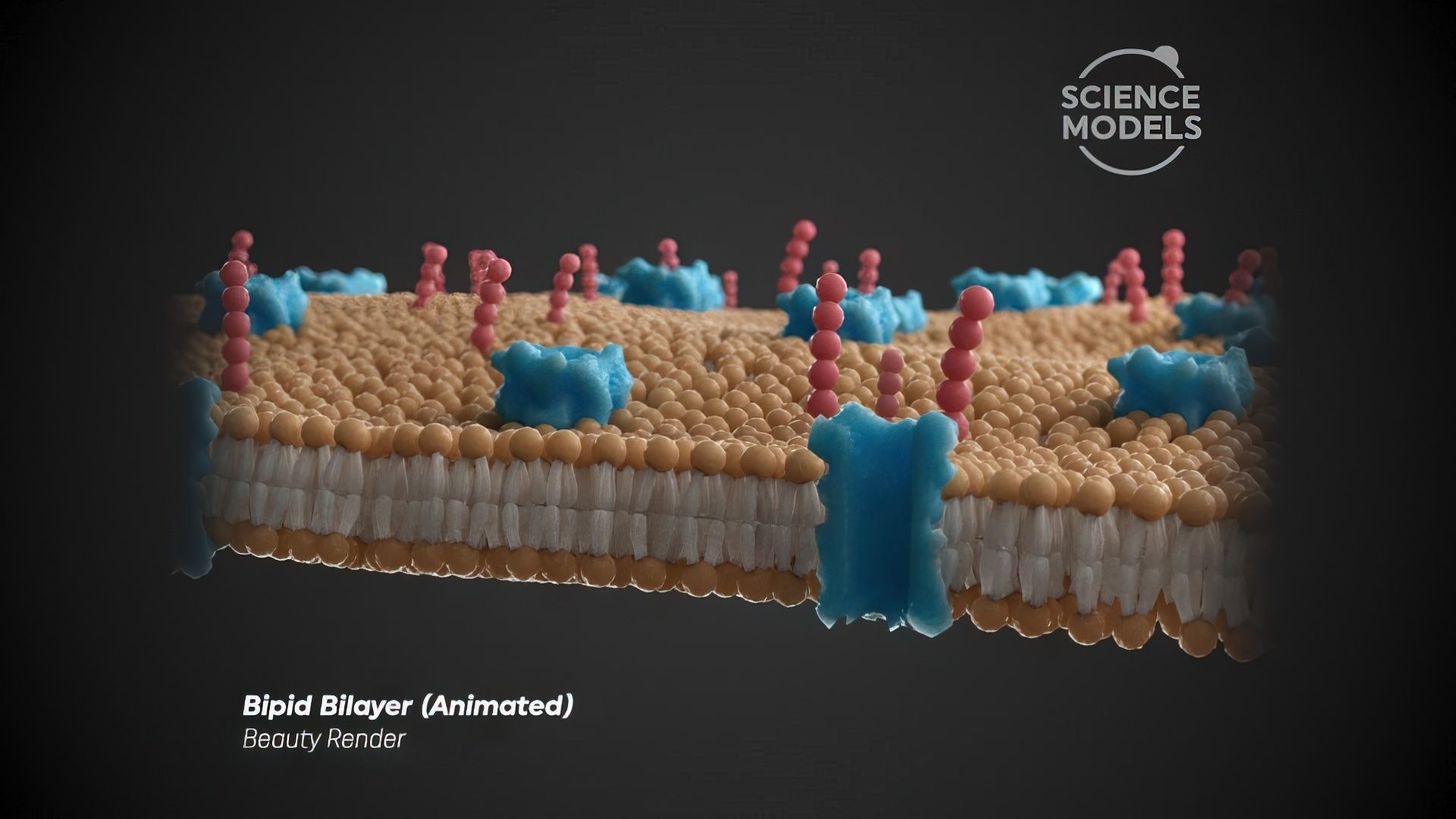 Lipid Bilayer 3D model_2