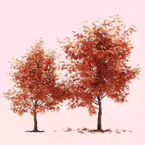 mapletree01 two maple trees 3D model