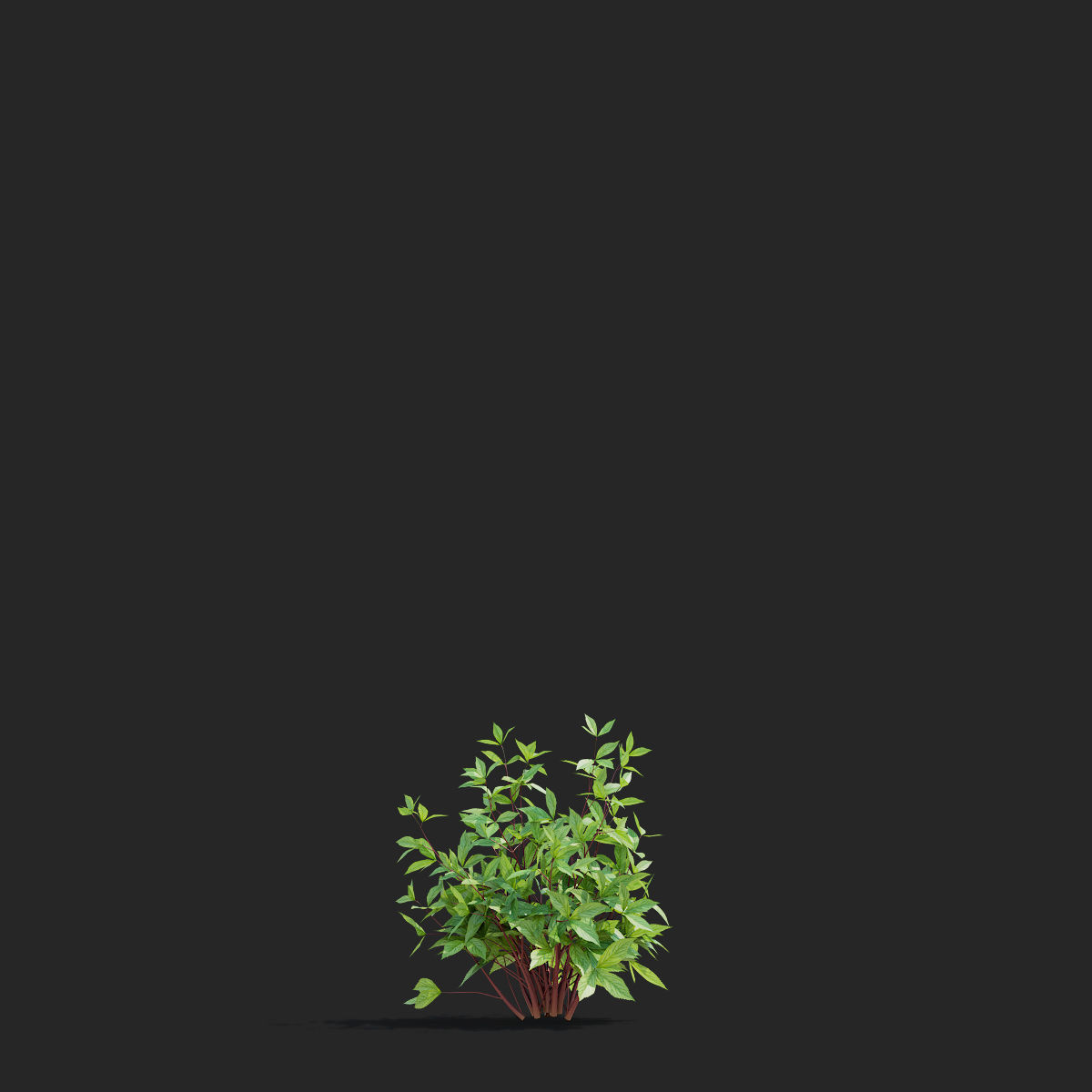 Gillenia trifoliata flower 3D model_8