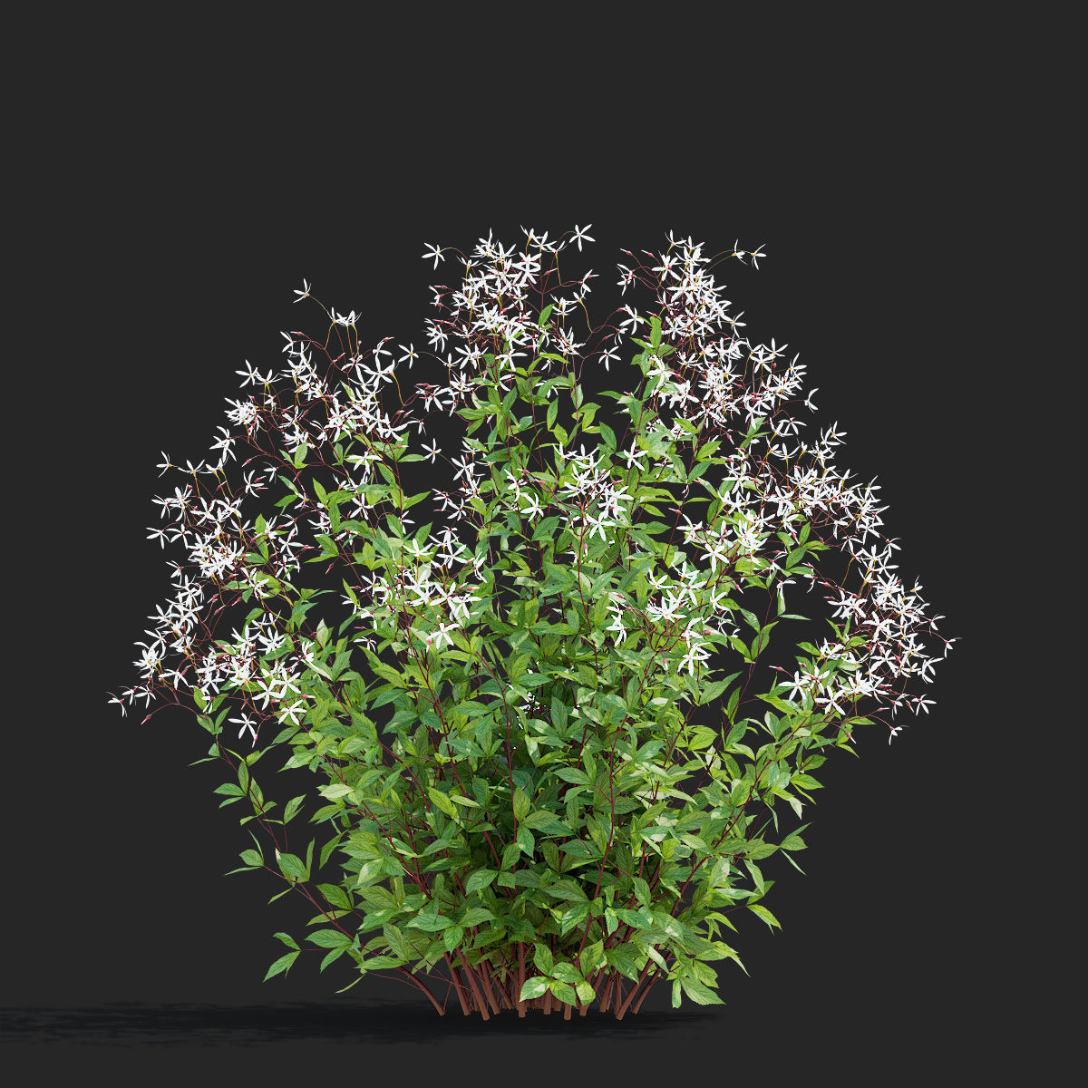 Gillenia trifoliata flower 3D model_5