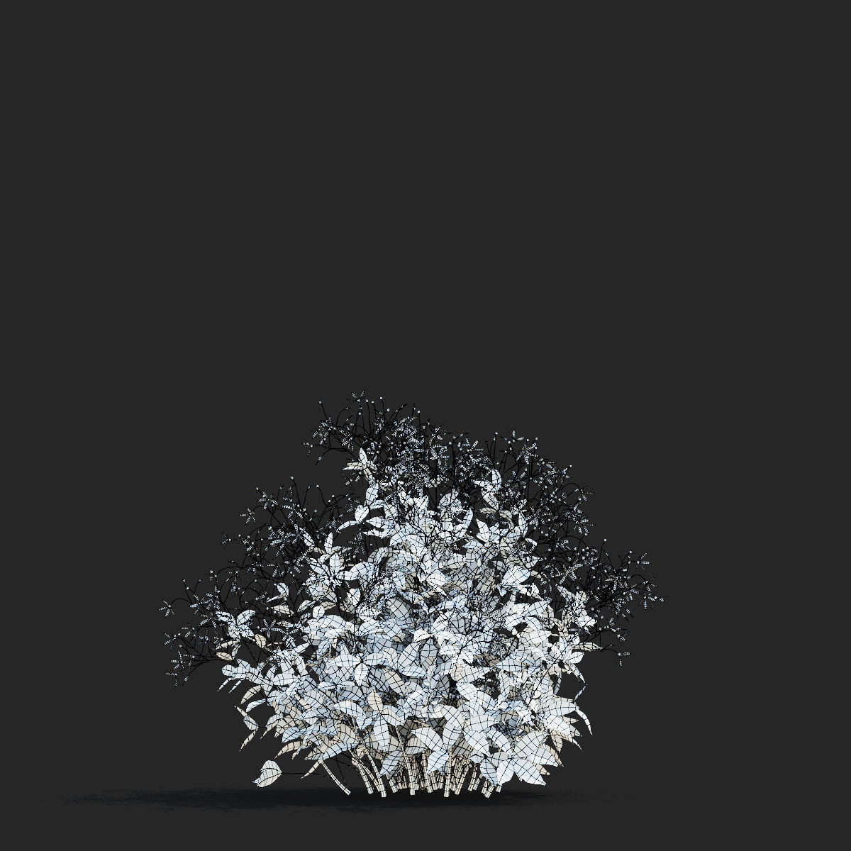 Gillenia trifoliata flower 3D model_9