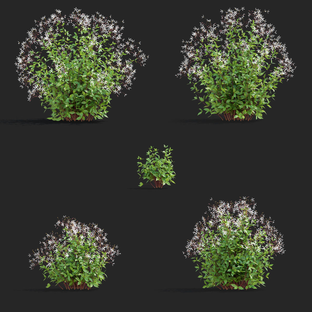 Gillenia trifoliata flower 3D model_1