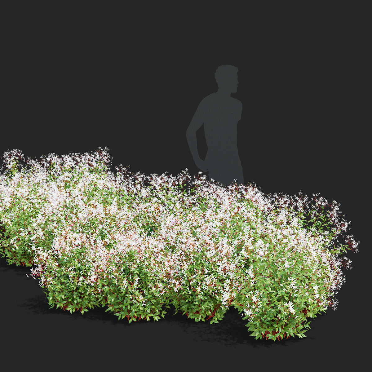 Gillenia trifoliata flower 3D model_2