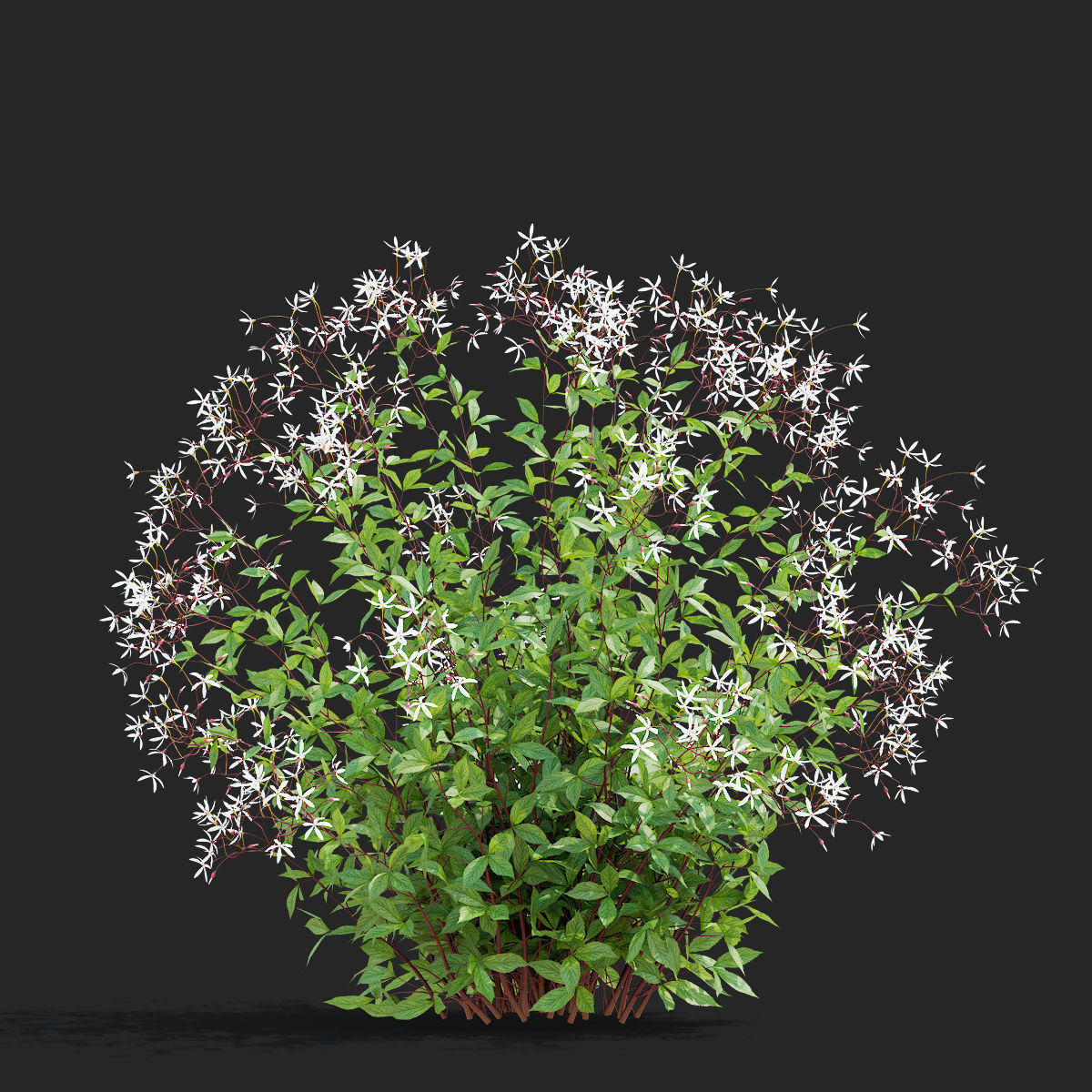Gillenia trifoliata flower 3D model_4