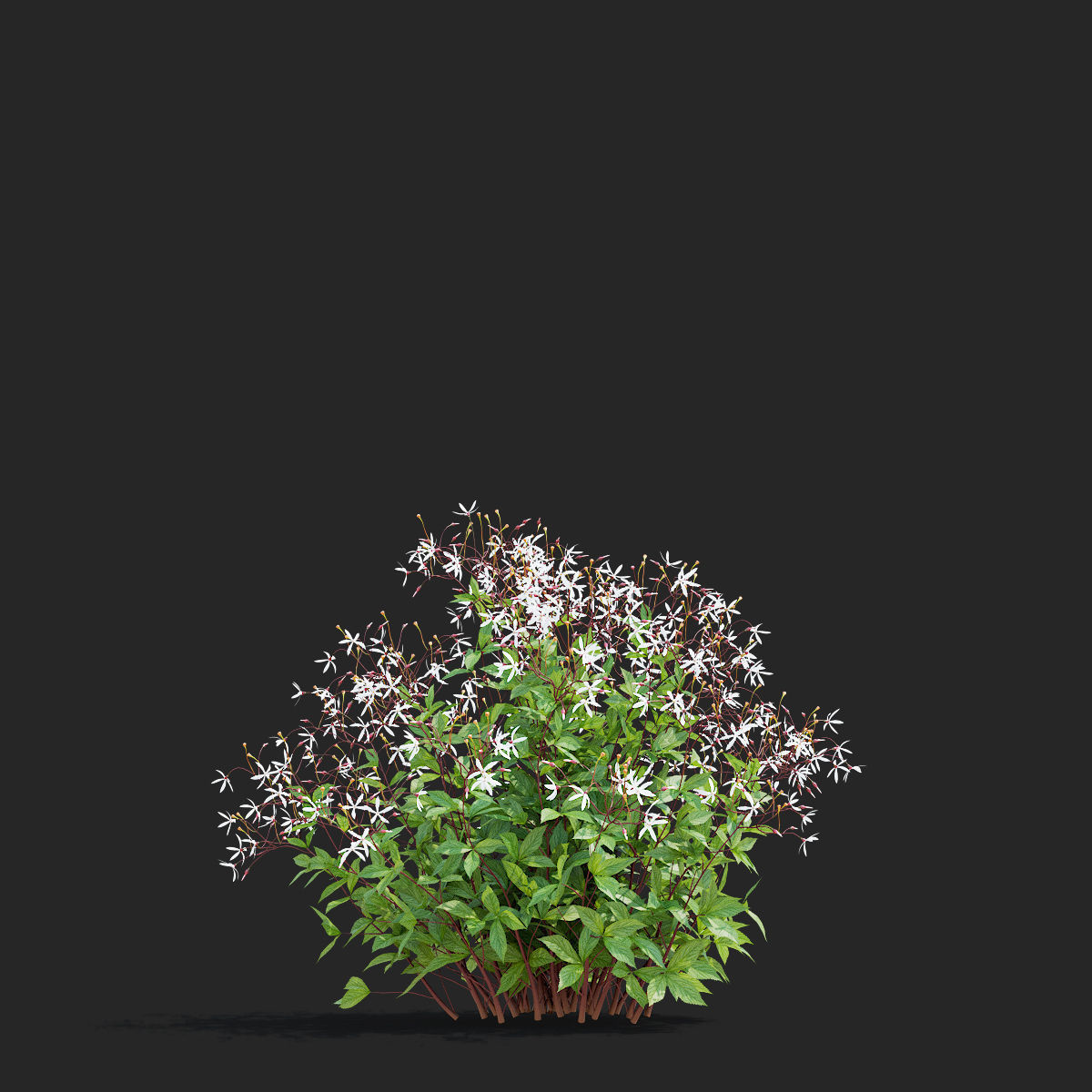 Gillenia trifoliata flower 3D model_7