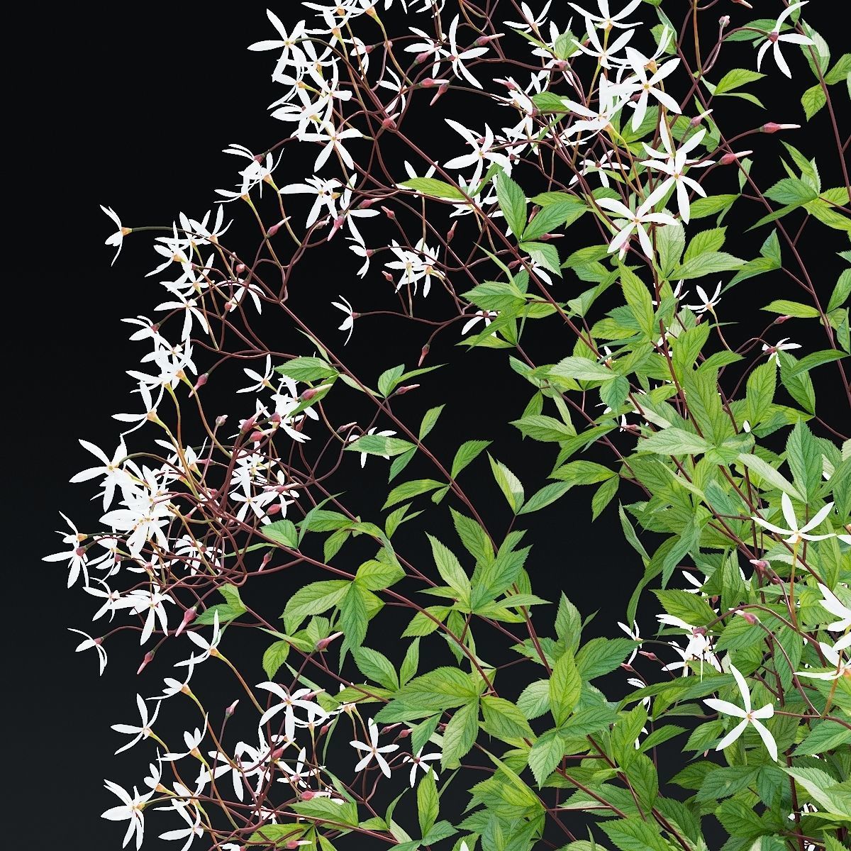 Gillenia trifoliata flower 3D model_11