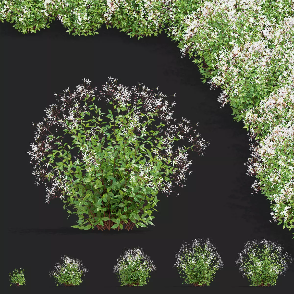 Gillenia trifoliata flower 3D model_0